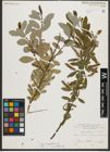 Foto von Salix triandra subsp. amygdalina (L.) Schübl. & G. Martens